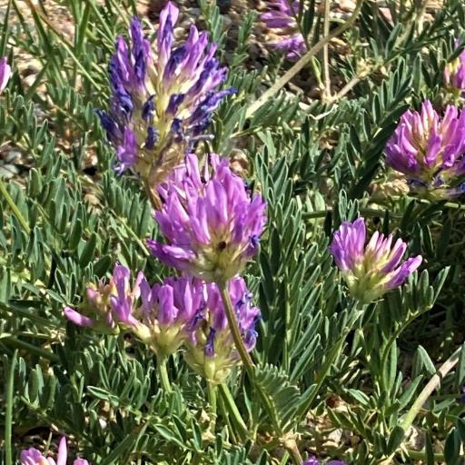 Astragalus laxmannii — houseplant care guide