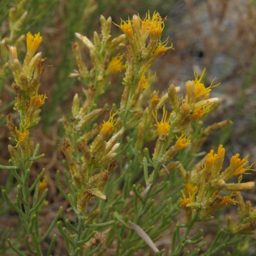 Ericameria teretifolia — search result for 'Ericameria'