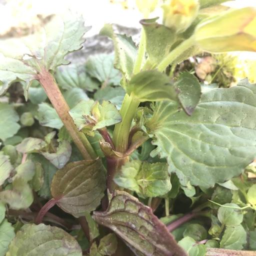 Erythranthe grandis other