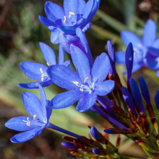 Nivenia stokoei — houseplant care guide