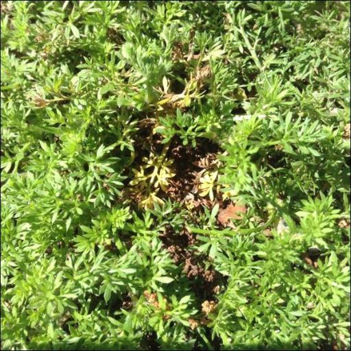 Soliva anthemifolia other