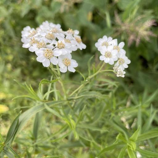 Achillea salicifolia other