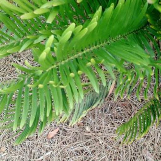 Zamia integrifolia — search result for 'Bahamas'