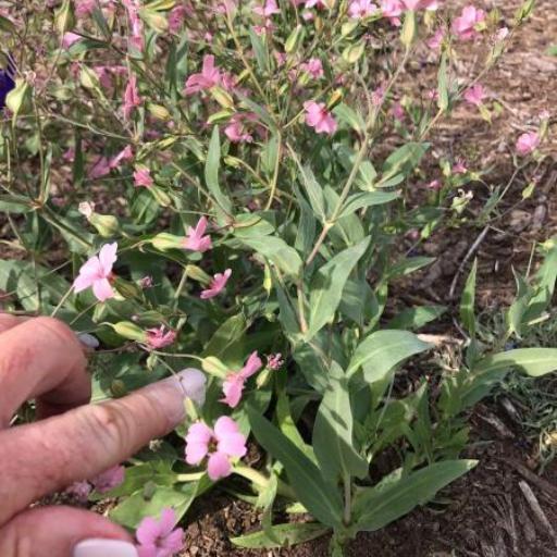 Gypsophila vaccaria other