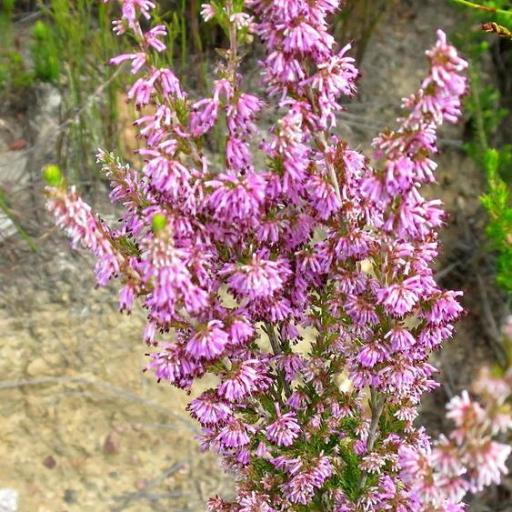 Erica uberiflora — houseplant care guide
