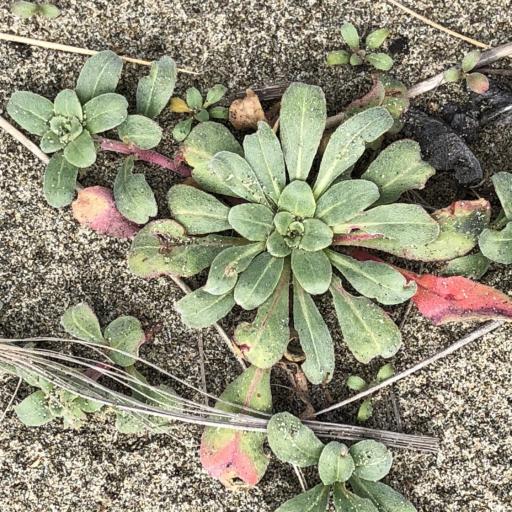 Camissoniopsis cheiranthifolia other