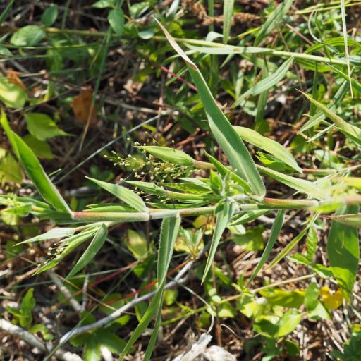 Dichanthelium scoparium other