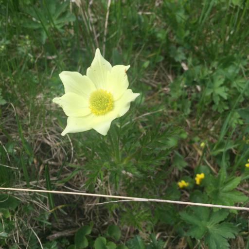 Pulsatilla alpina other