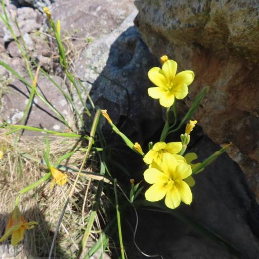 Moraea ochroleuca other