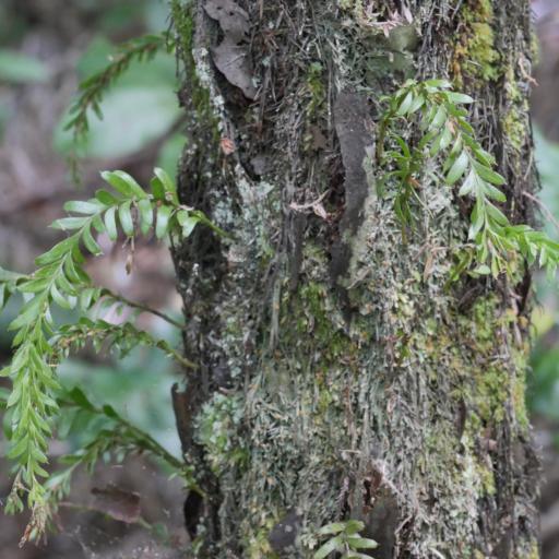 Tmesipteris tannensis other