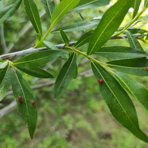 Salix rorida other