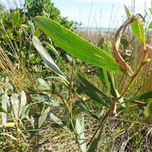 Acacia sophorae other