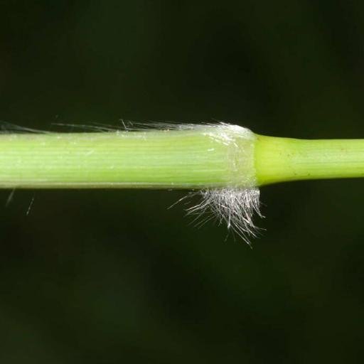 Paspalum mandiocanum other