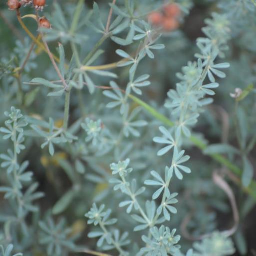 Lotus dorycnium — search result for 'Lotus'