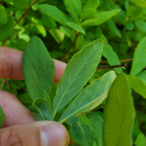 Rhododendron menziesii — search result for 'Azalea'
