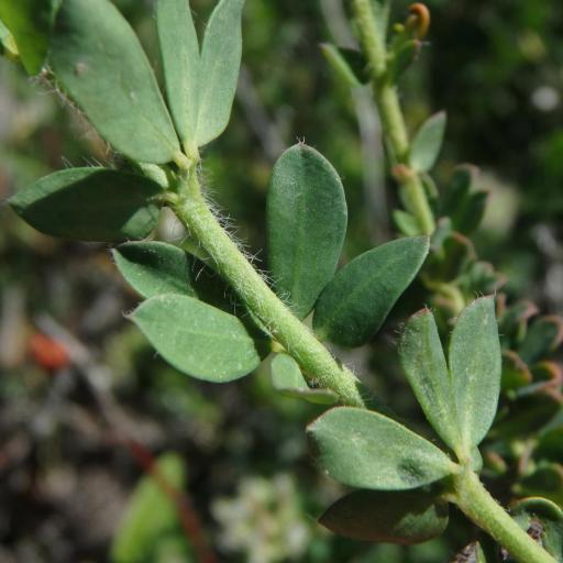 Lotus hirsutus other