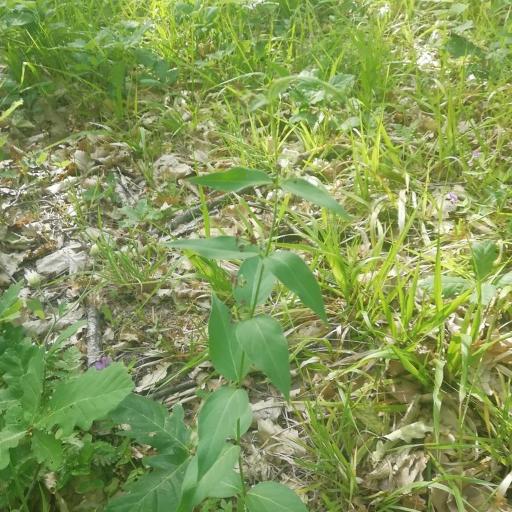 Vincetoxicum scandens other