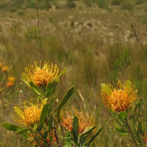 Leucospermum cuneiforme