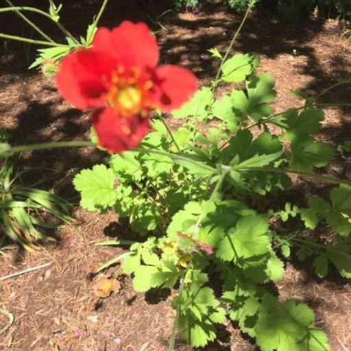 Geum quellyon — search result for 'Geum'