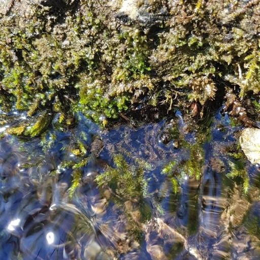 Rhynchostegium riparioides other