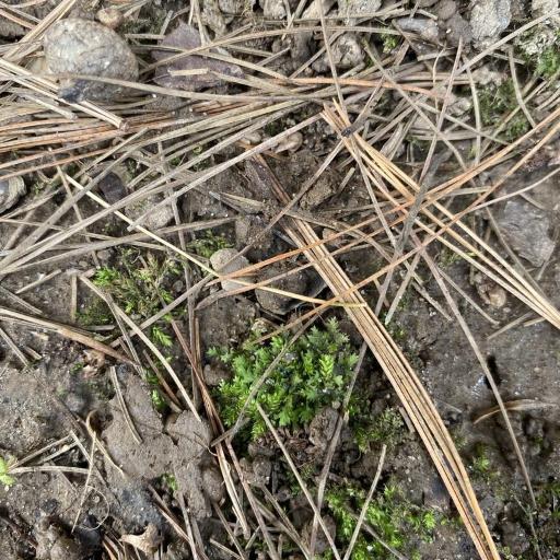 Fissidens taxifolius — houseplant care guide