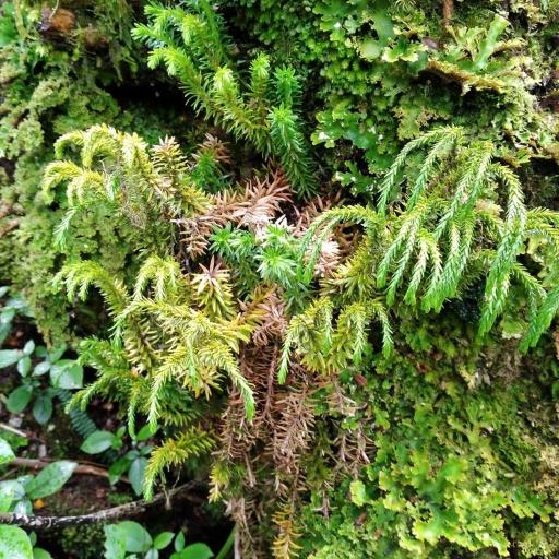 Huperzia varia other