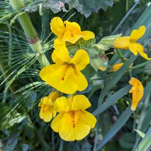 Erythranthe grandis other