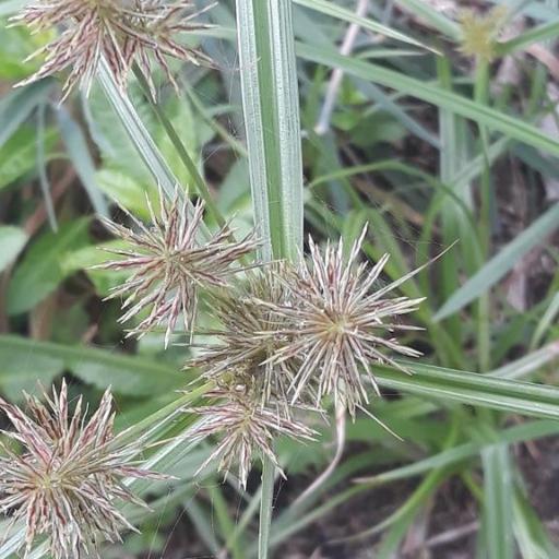 Cyperus congestus other