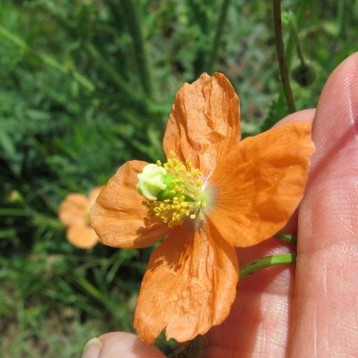 Papaver aculeatum other