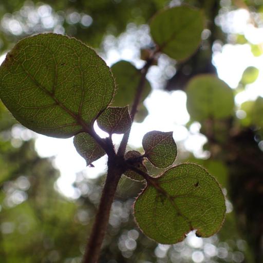 Coprosma rotundifolia other