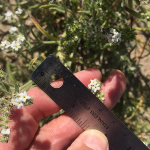 Johnstonella angustifolia other