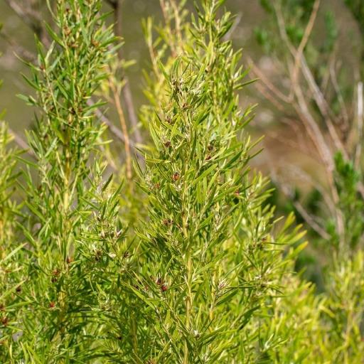 Leucadendron salicifolium other