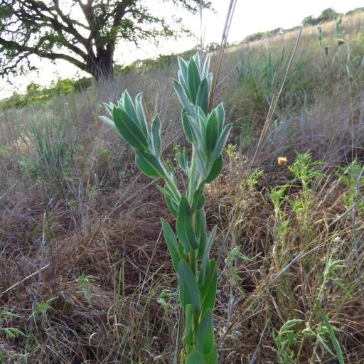 Euphorbia bicolor other