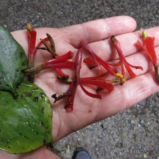 Peraxilla colensoi other