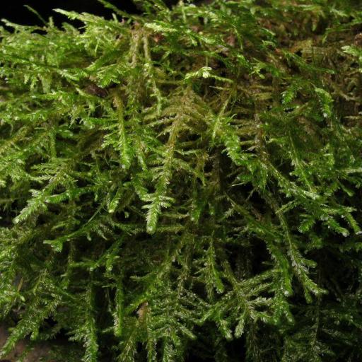 Alleniella complanata other