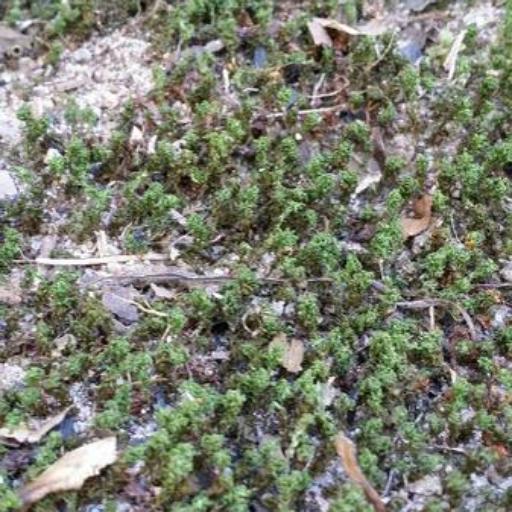 Atrichum undulatum — houseplant care guide