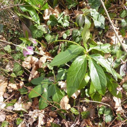 Helleborus × hybridus other