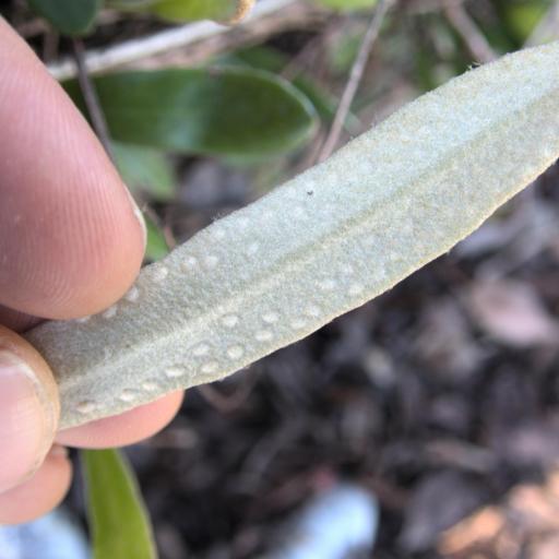 Pyrrosia eleagnifolia other