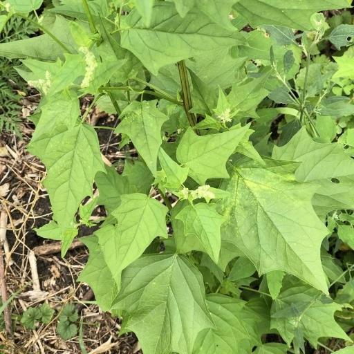 Chenopodiastrum simplex — related species from the same genus