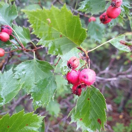 Crataegus flabellata — search result for 'Southeastern Canada'