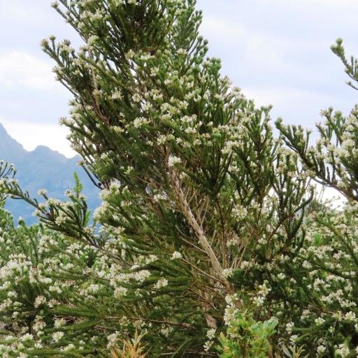 Aspalathus cephalotes — related species from the same genus