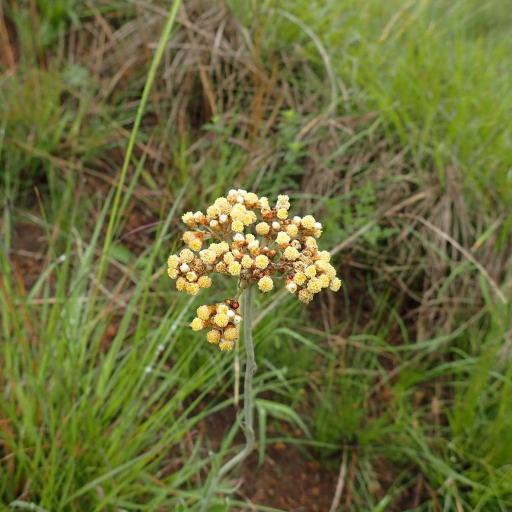 Helichrysum nudifolium other