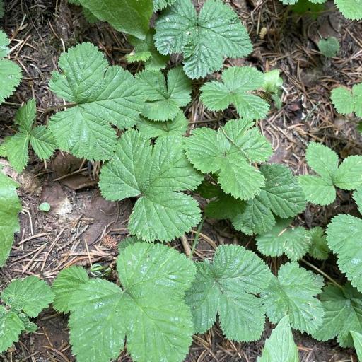 Rubus lasiococcus — search result for 'Tsuga'