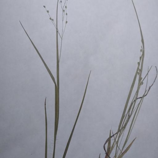 Dichanthelium linearifolium — search result for 'Dichanthelium'