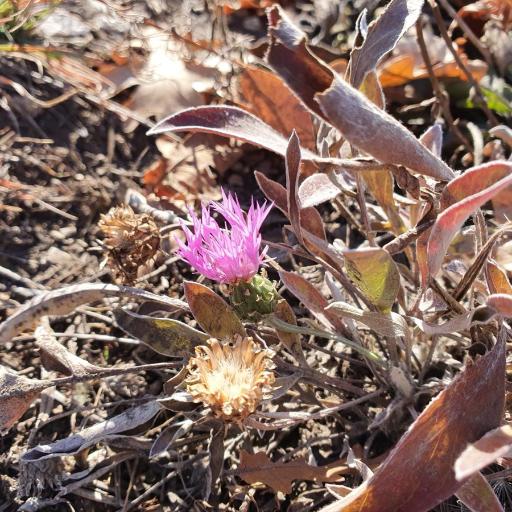 Psephellus sumensis other