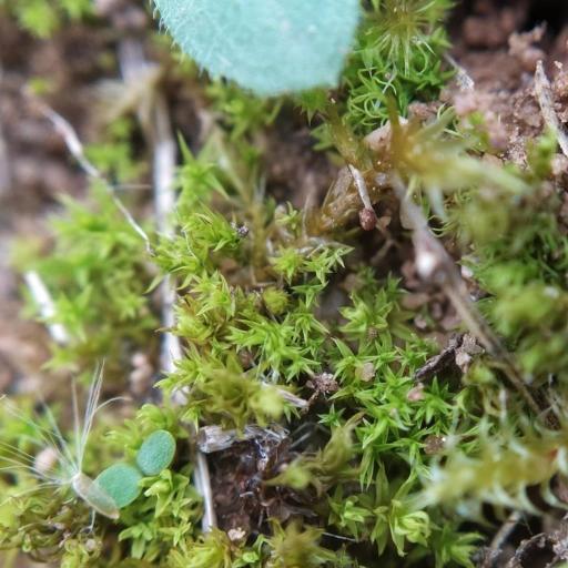 Pseudocrossidium hornschuchianum — houseplant care guide