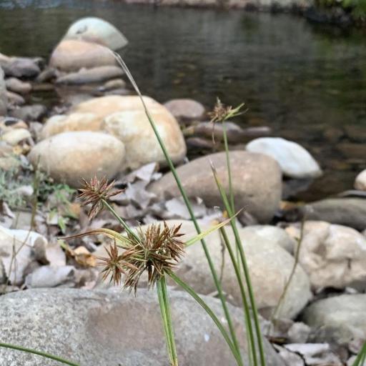 Cyperus congestus other