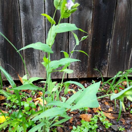 Tinantia anomala other