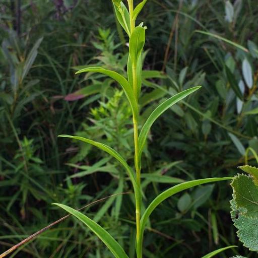 Solidago riddellii — search result for 'Solidago'