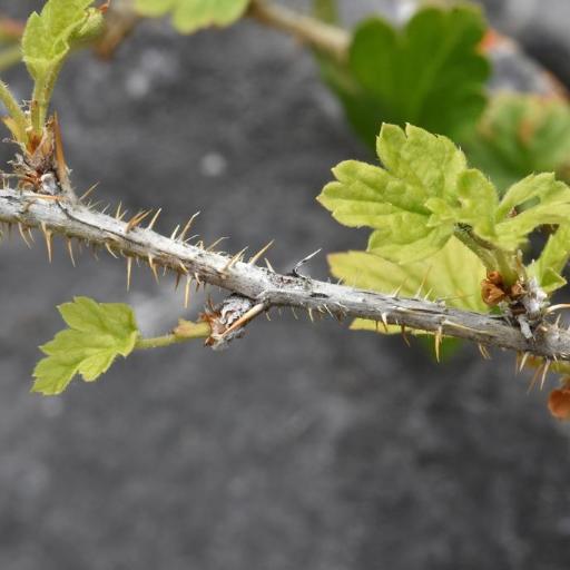 Ribes oxyacanthoides other